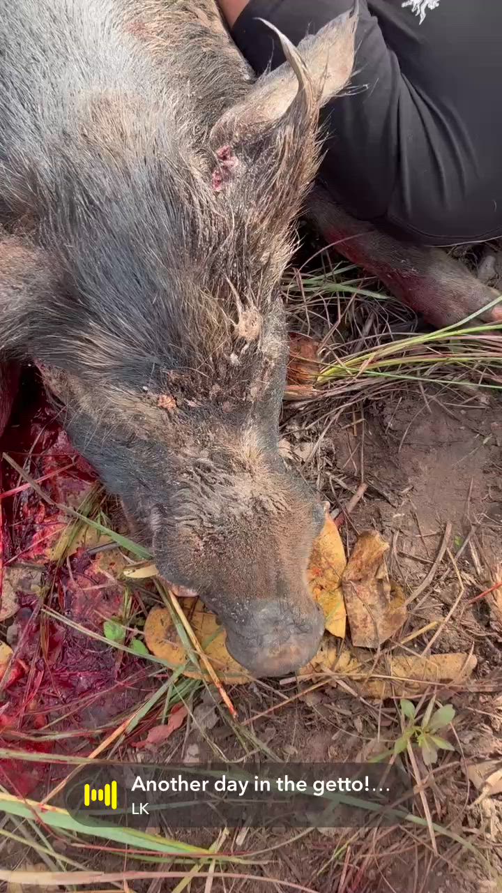 good hooking boar