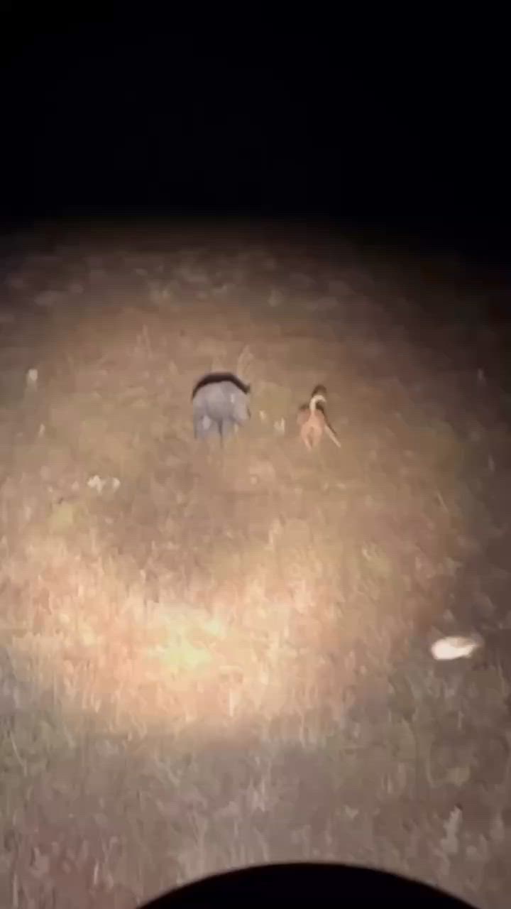 🐗