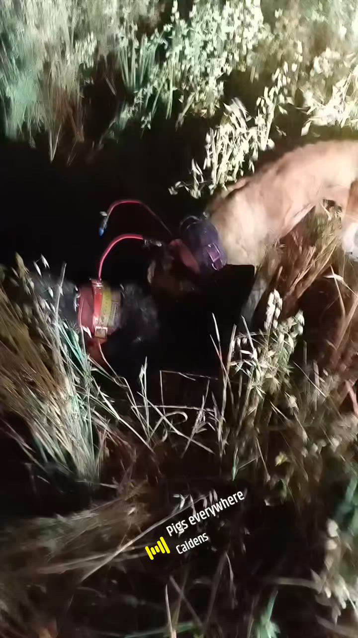 barley boar