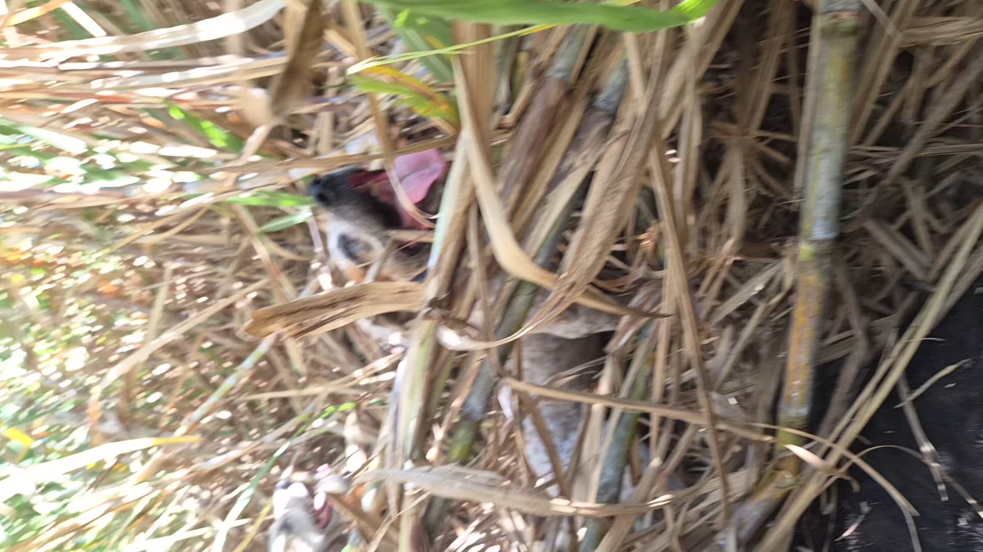 The joys of hunting sugar cane 😂