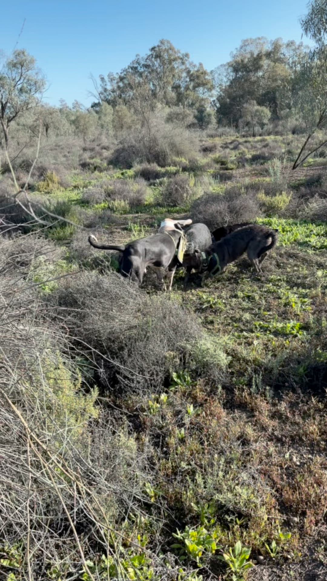 couple hogs about