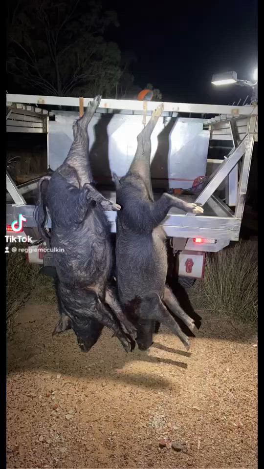 feed lot