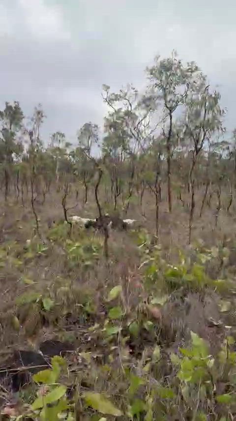 handy boar from the dogs at 8 months