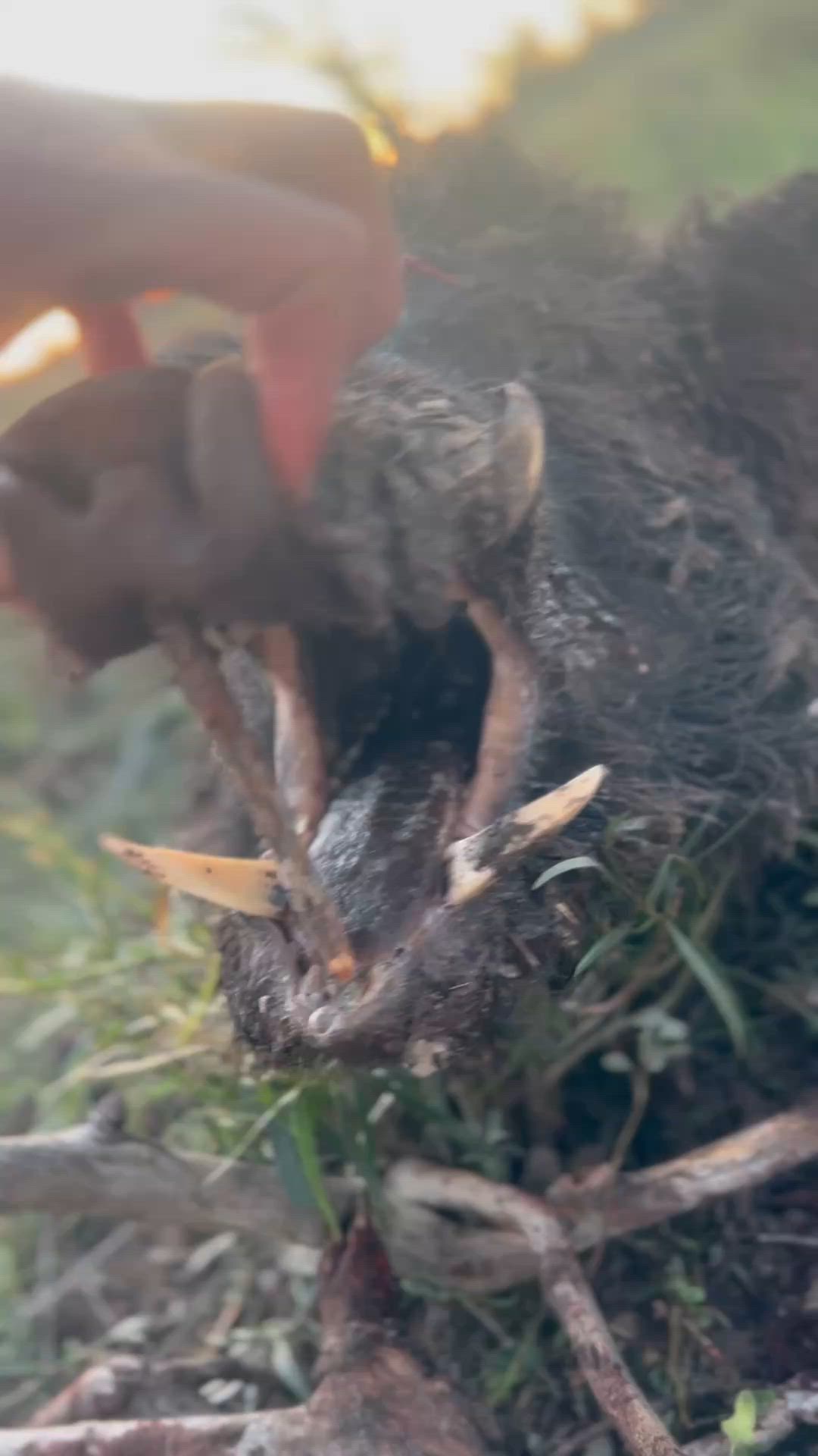 hairy little fella 😆